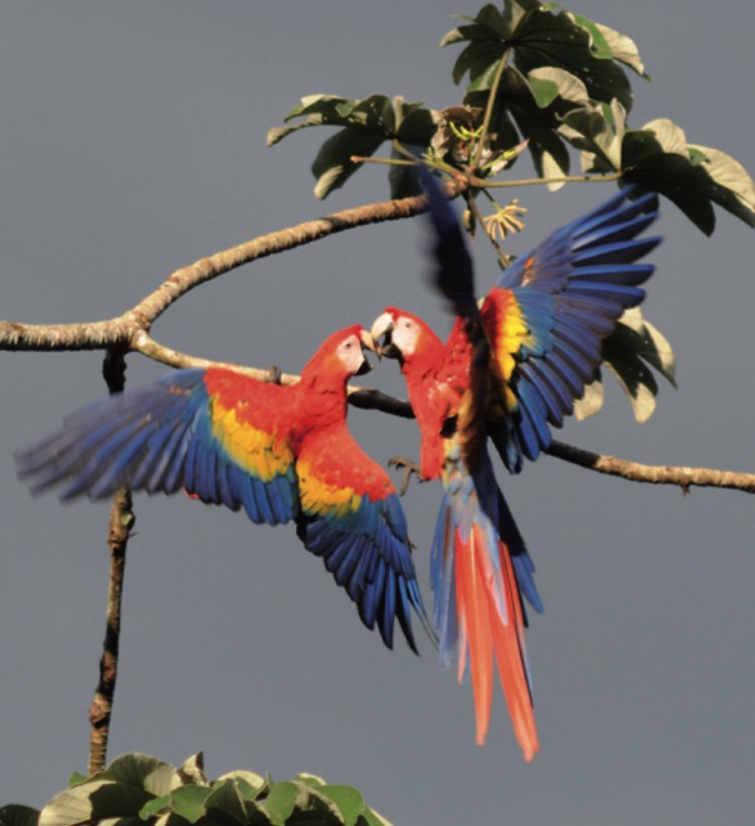 2-7_aves_subcuenca_lacantun