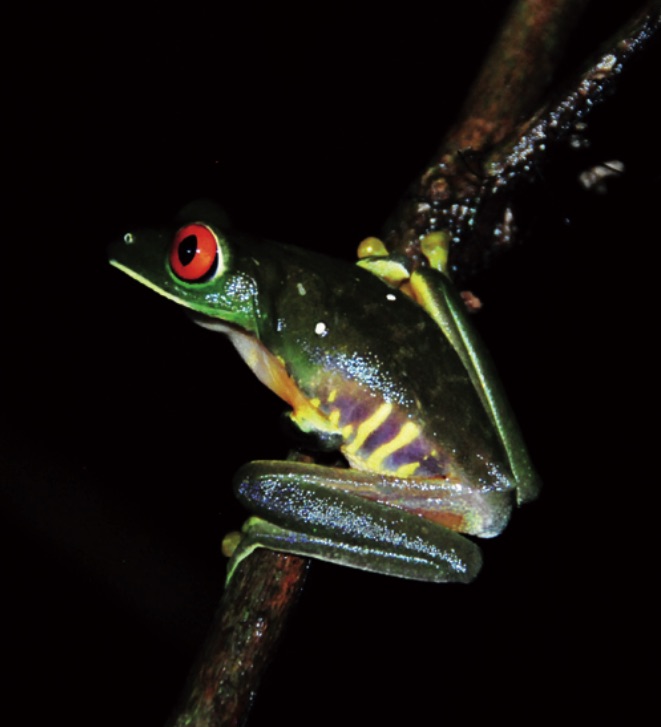 2-8_anfibiosreptiles_subcuenca_lacantun