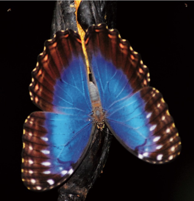 2-9_mariposas_sucuenca_lacantun