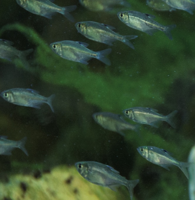 5-7_estrategias_manejo-sust_ecosist_acuaticos