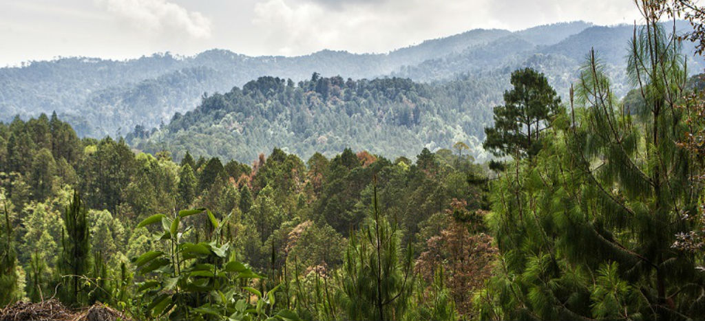 Ley General de Desarrollo Forestal Sustentable: balance