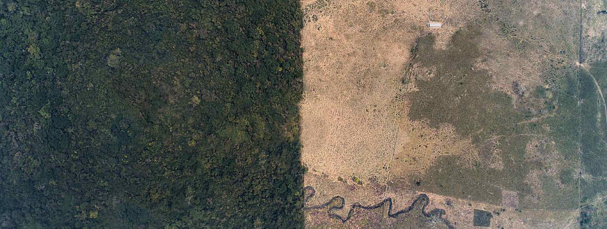 La selva Lacandona se queda sin oxígeno